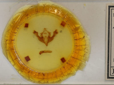 slide view of adult Sutyna privata