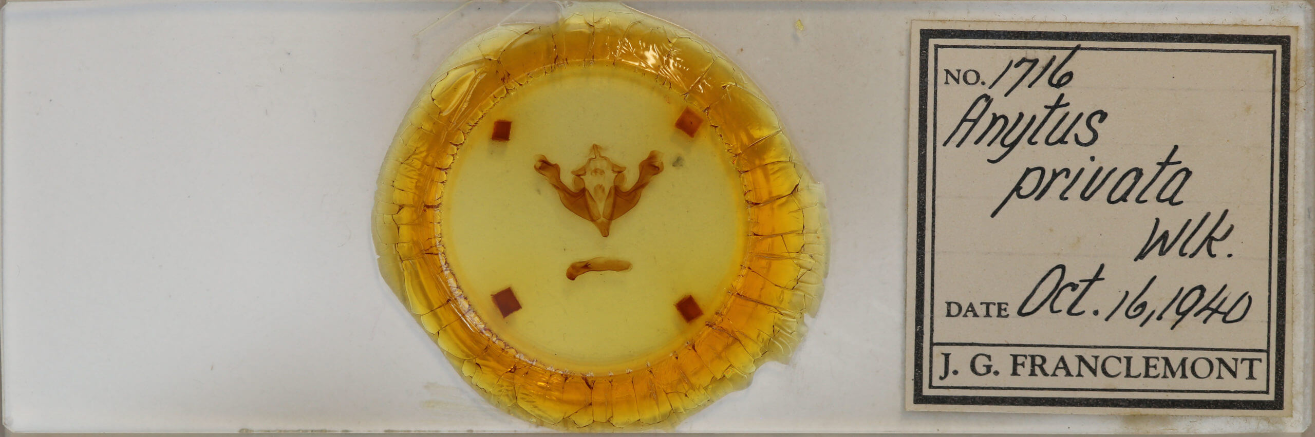 slide view of adult Sutyna privata