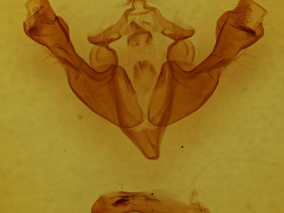 genitalia view of adult Sutyna privata