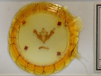 slide view of adult Sutyna privata