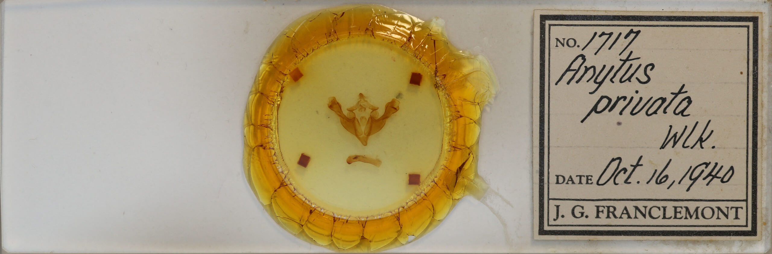 slide view of adult Sutyna privata