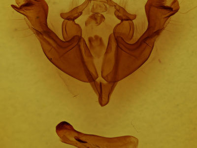 genitalia view of adult Sutyna privata