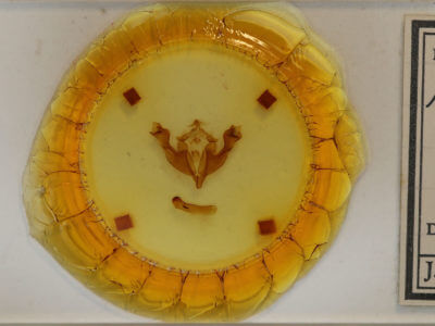 slide view of adult Sutyna privata