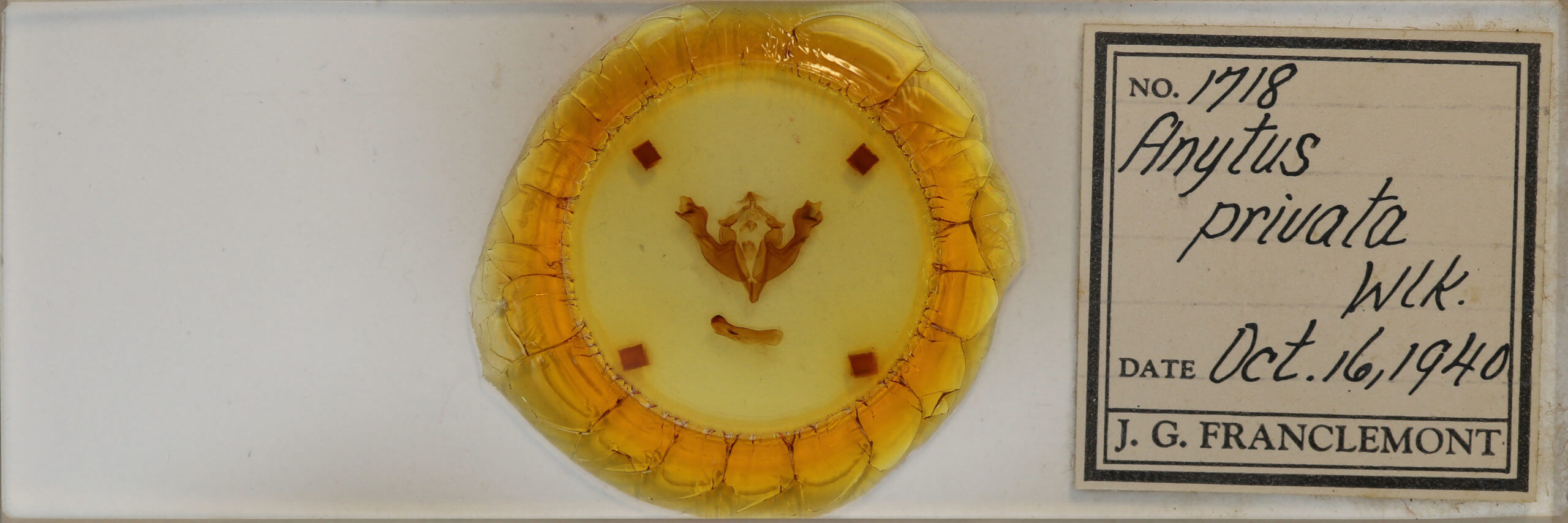 slide view of adult Sutyna privata