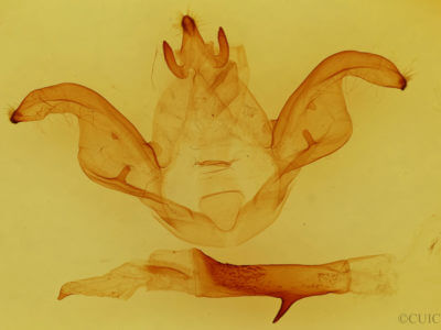 genitalia view of adult Pheosiopsis cinerea