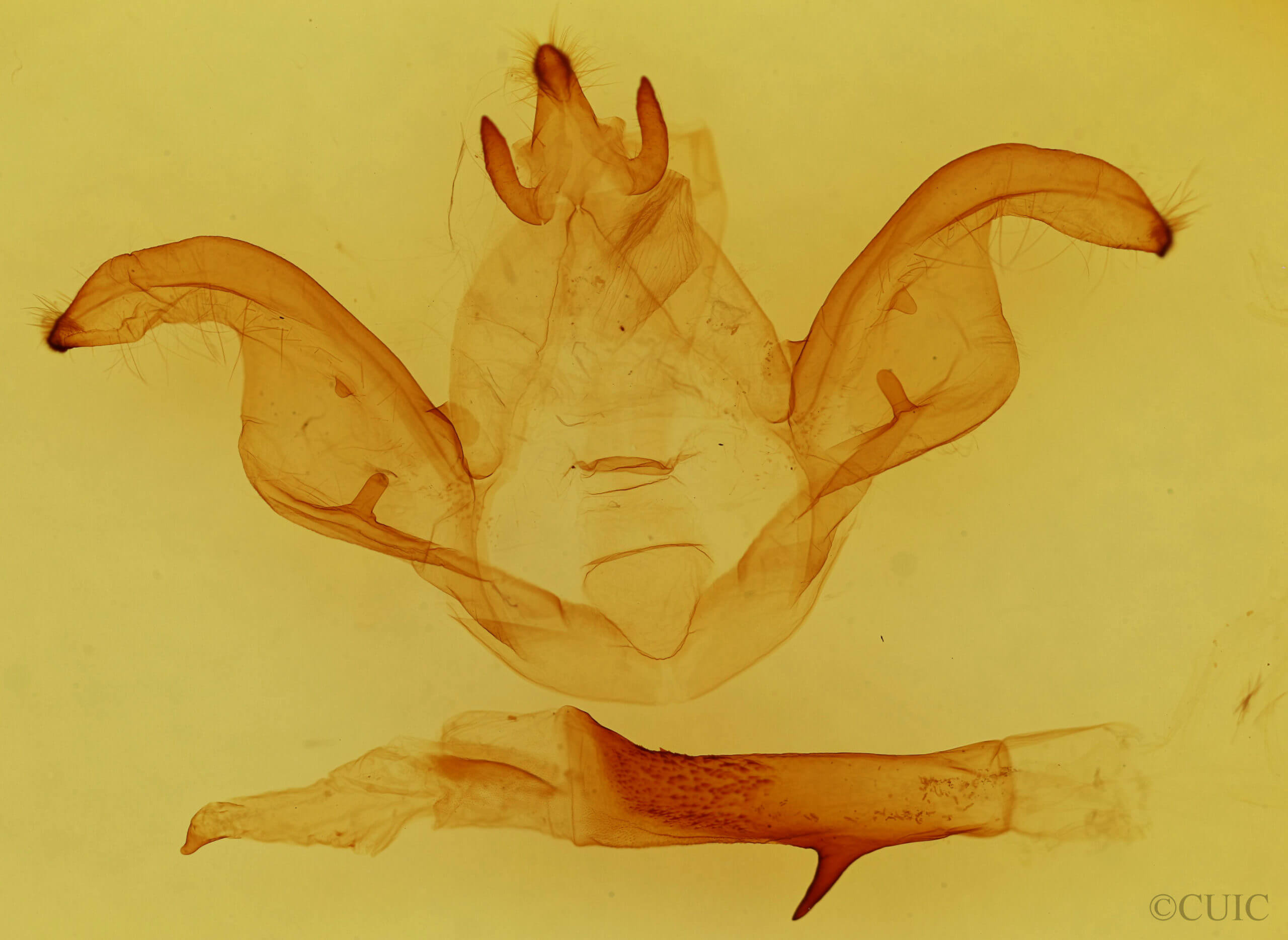 genitalia view of adult Pheosiopsis cinerea