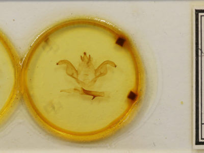 slide view of adult Pheosiopsis cinerea