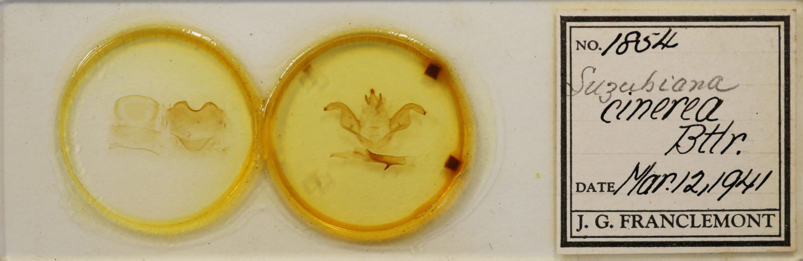 slide view of adult Pheosiopsis cinerea