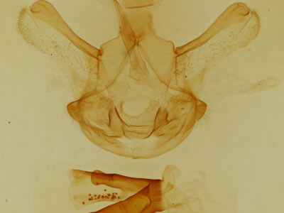 genitalia view of adult Symmerista albifrons