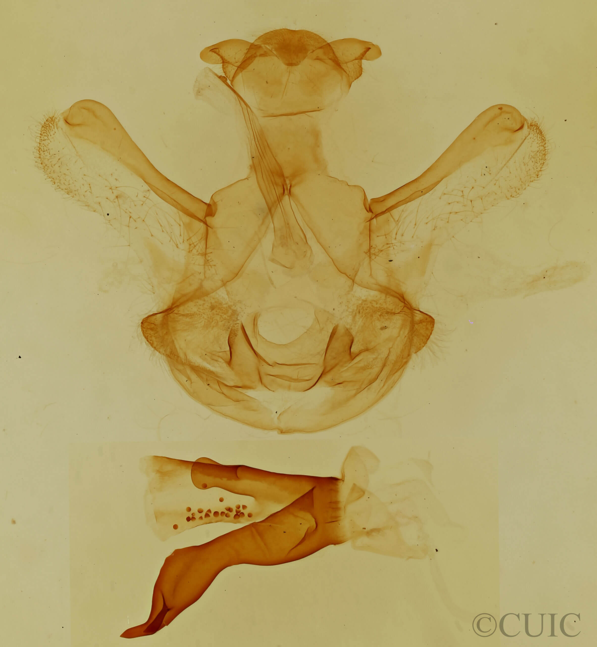 genitalia view of adult Symmerista albifrons