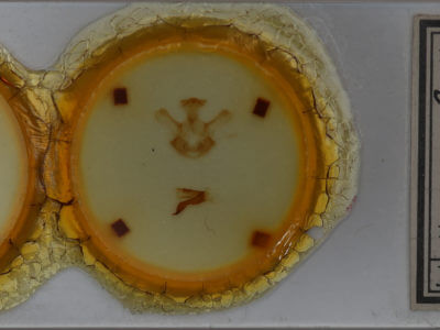 slide view of adult Symmerista albifrons