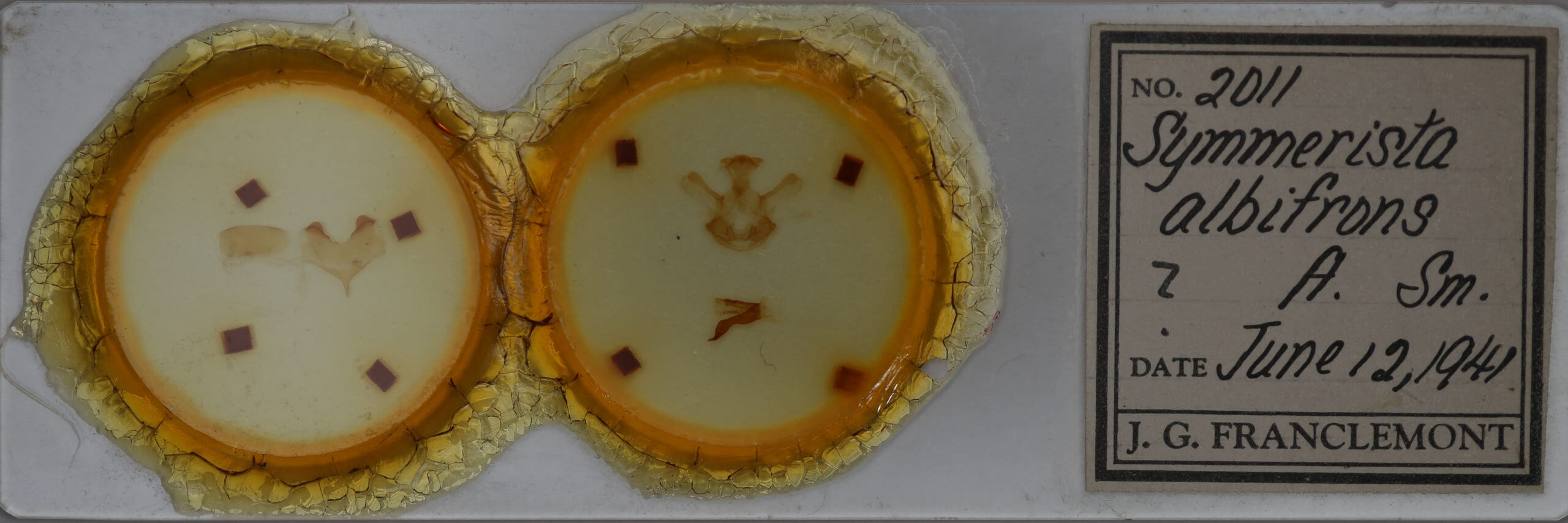 slide view of adult Symmerista albifrons