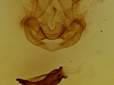 genitalia view of adult Symmerista albifrons