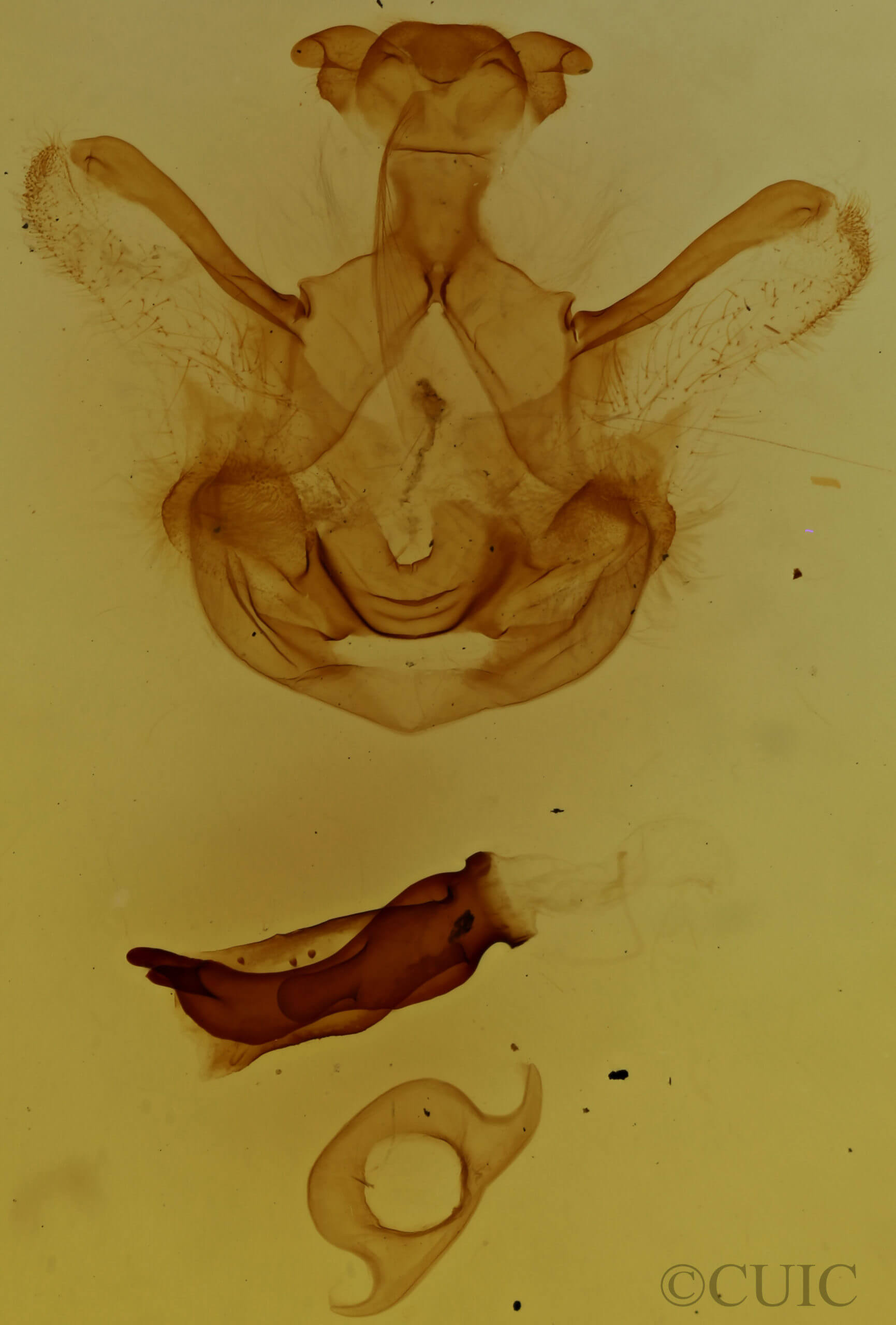 genitalia view of adult Symmerista albifrons