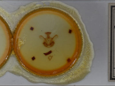 slide view of adult Symmerista albifrons