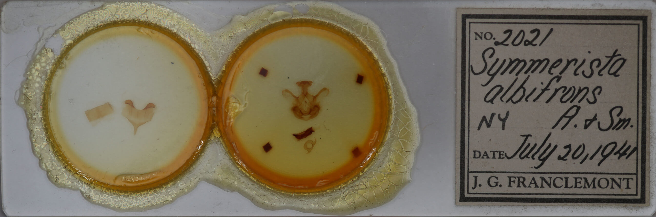 slide view of adult Symmerista albifrons