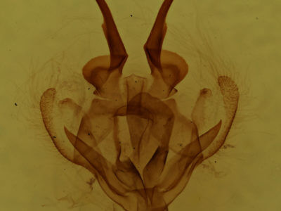 genitalia view of adult Tolype laricis