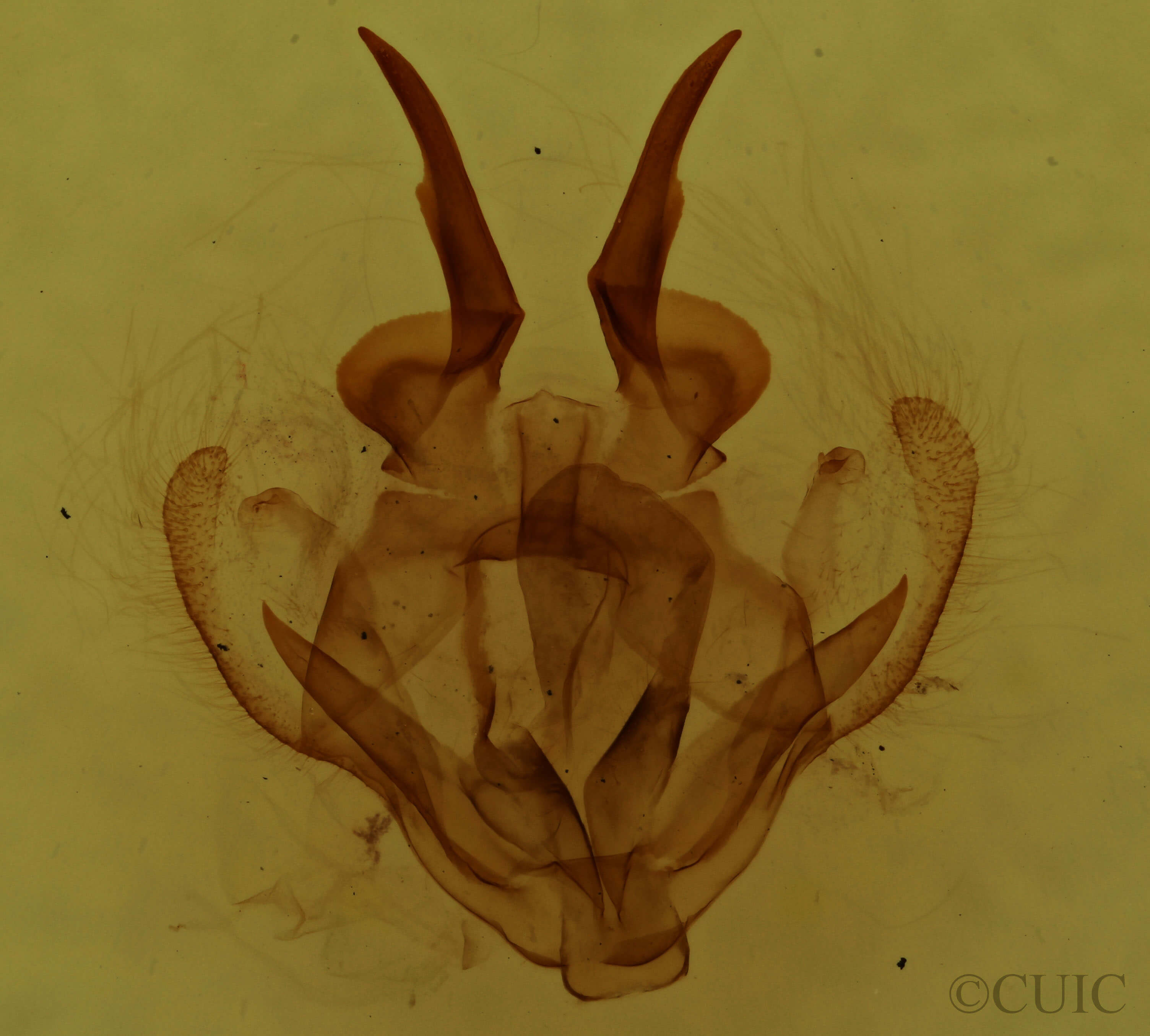 genitalia view of adult Tolype laricis