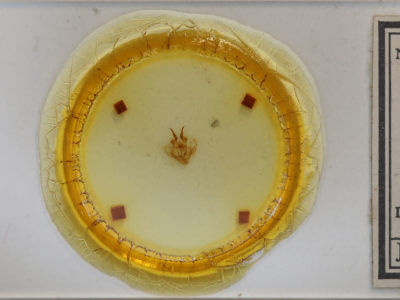 slide view of adult Tolype laricis