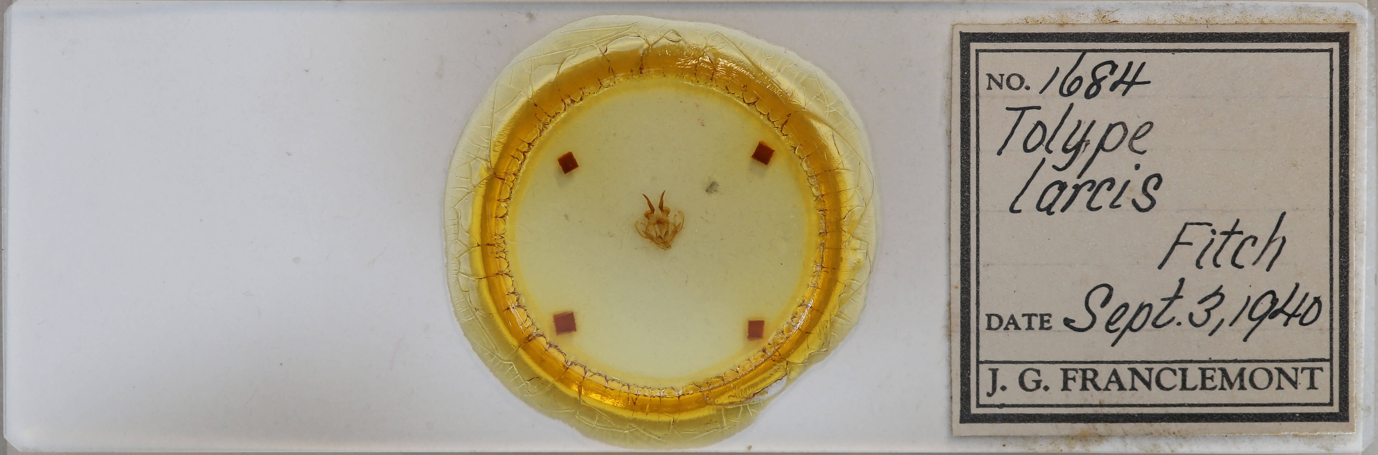 slide view of adult Tolype laricis