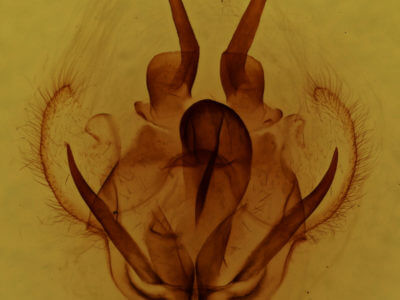 genitalia view of adult Tolype velleda