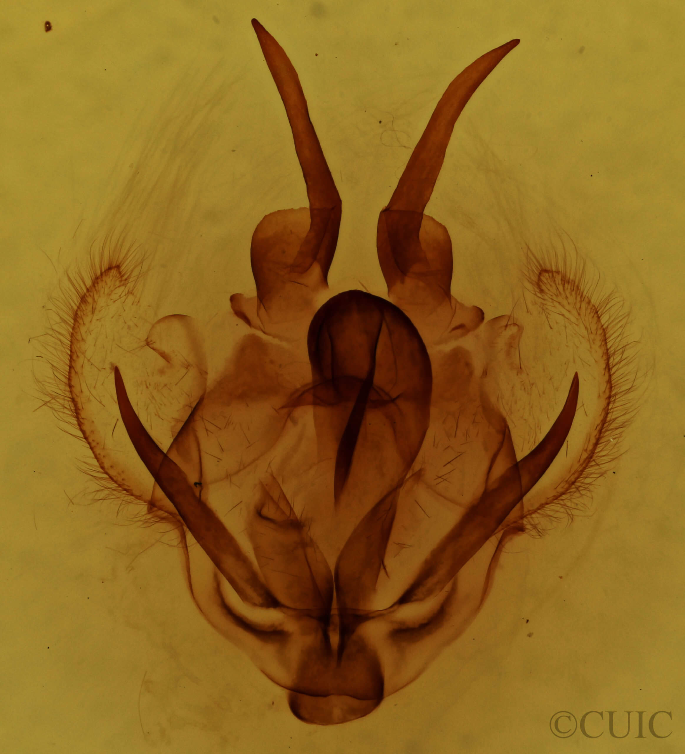 genitalia view of adult Tolype velleda