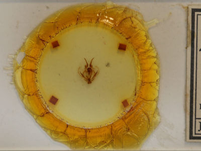 slide view of adult Tolype velleda