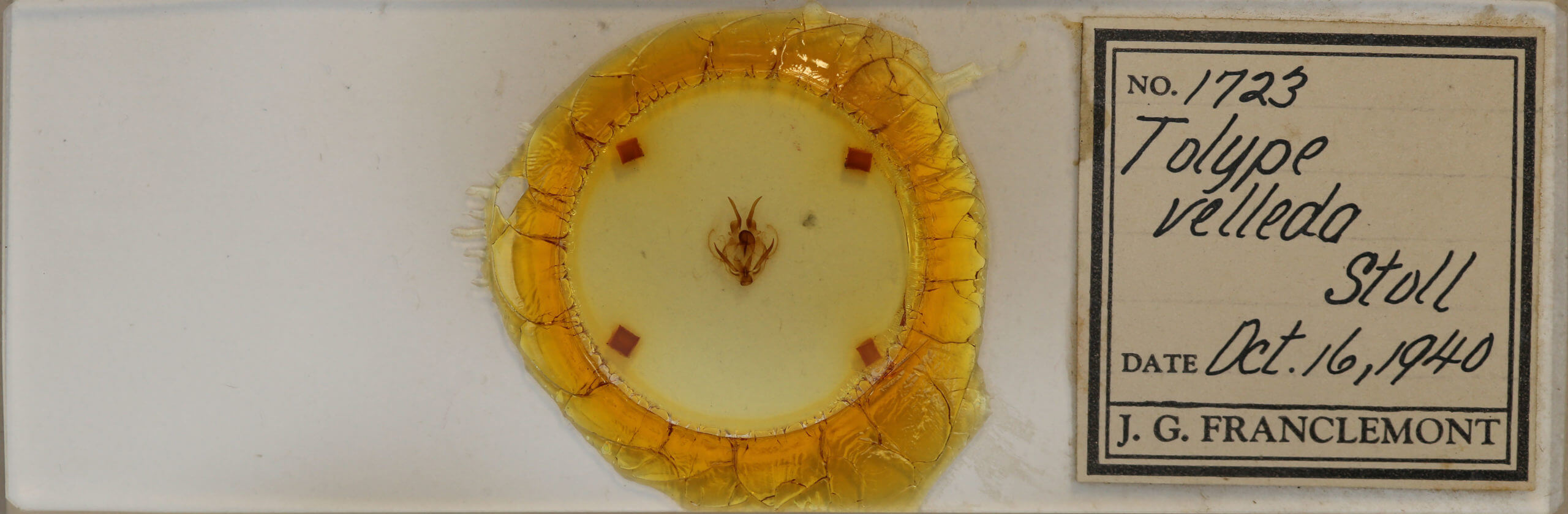 slide view of adult Tolype velleda