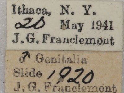 label view of adult Tortricidia testacea