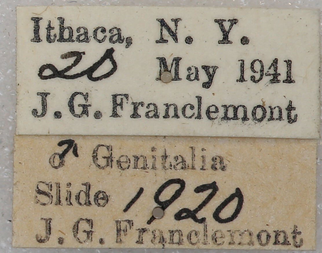 label view of adult Tortricidia testacea