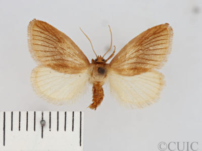 dorsal view of adult Tortricidia testacea