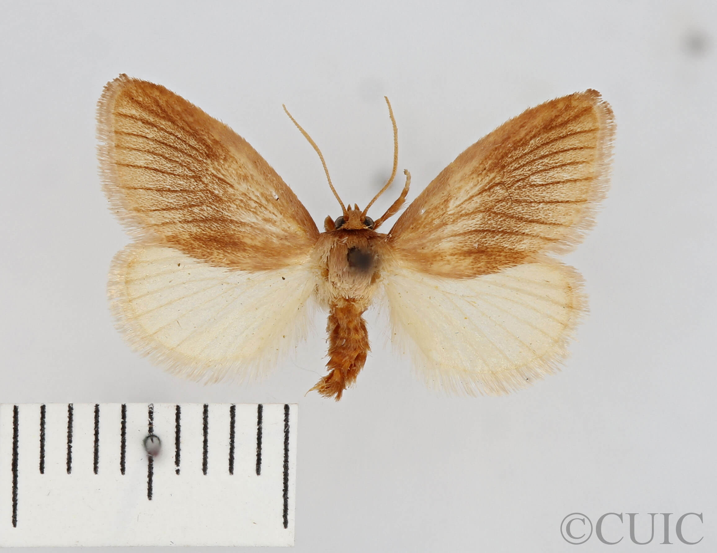 dorsal view of adult Tortricidia testacea