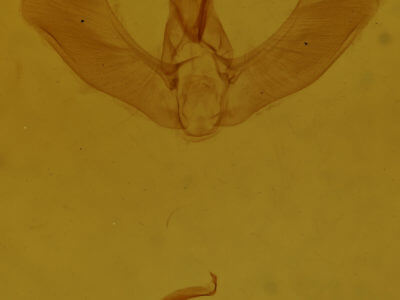 genitalia view of adult Tortricidia testacea