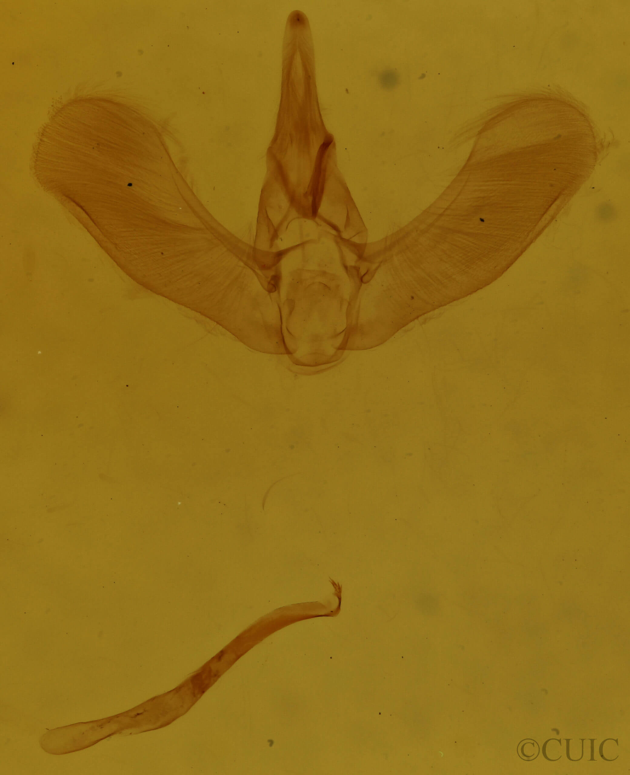 genitalia view of adult Tortricidia testacea