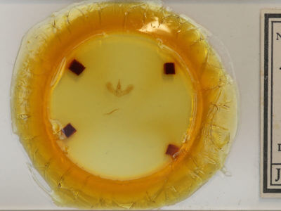 slide view of adult Tortricidia testacea