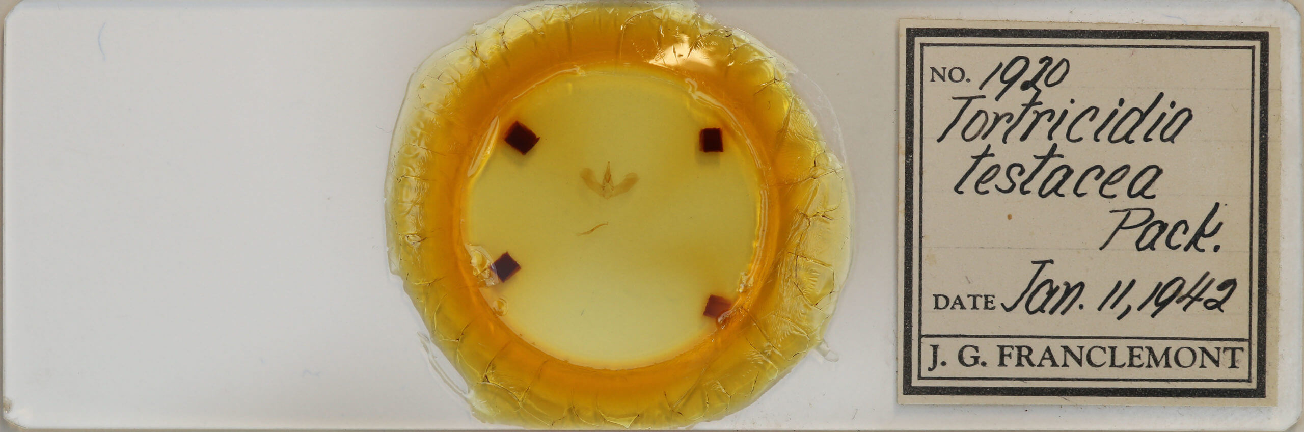 slide view of adult Tortricidia testacea