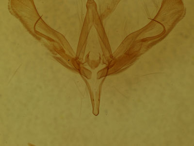 genitalia view of adult Trichoplusia ni