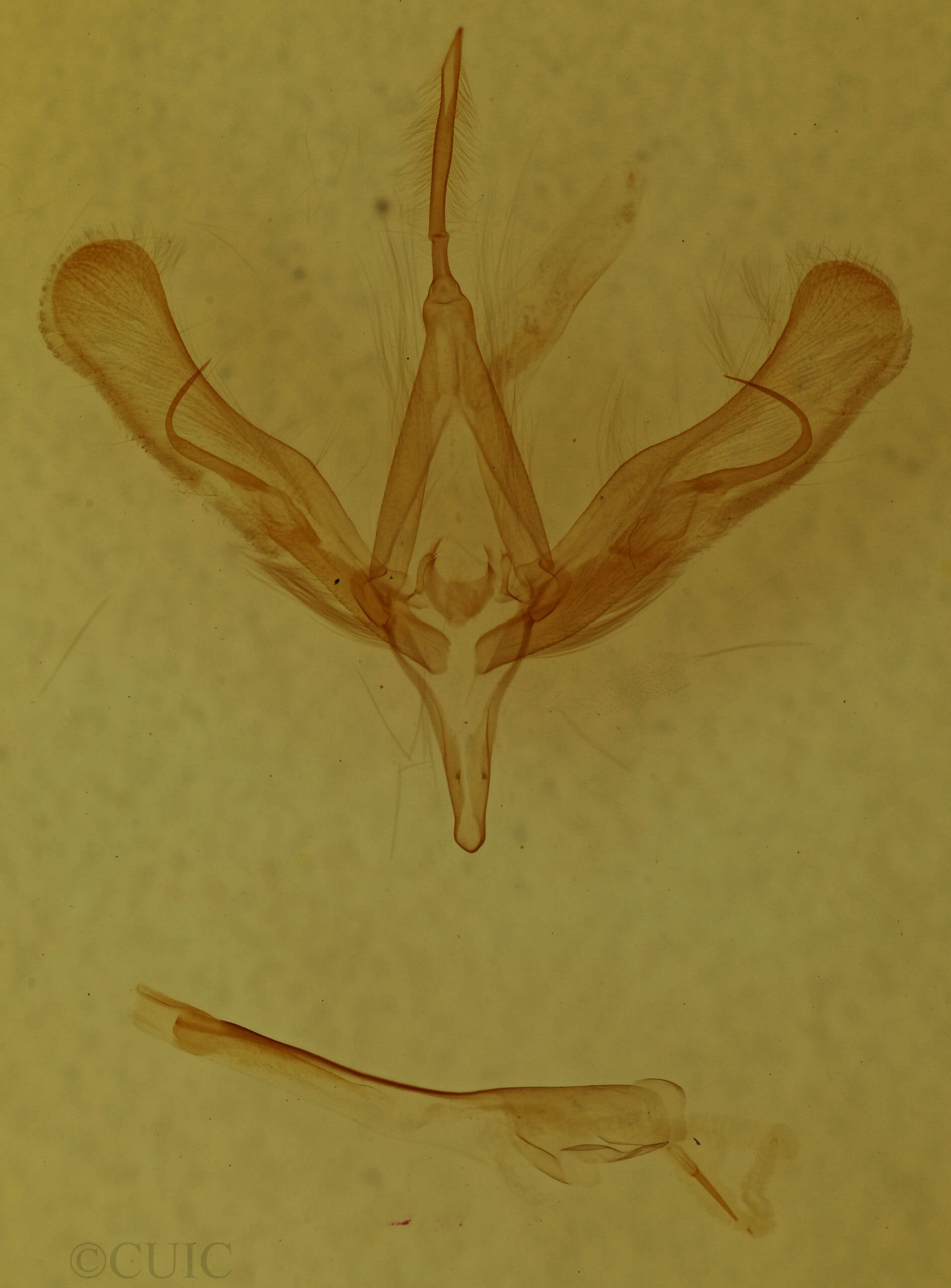 genitalia view of adult Trichoplusia ni
