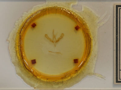 slide view of adult Trichoplusia ni