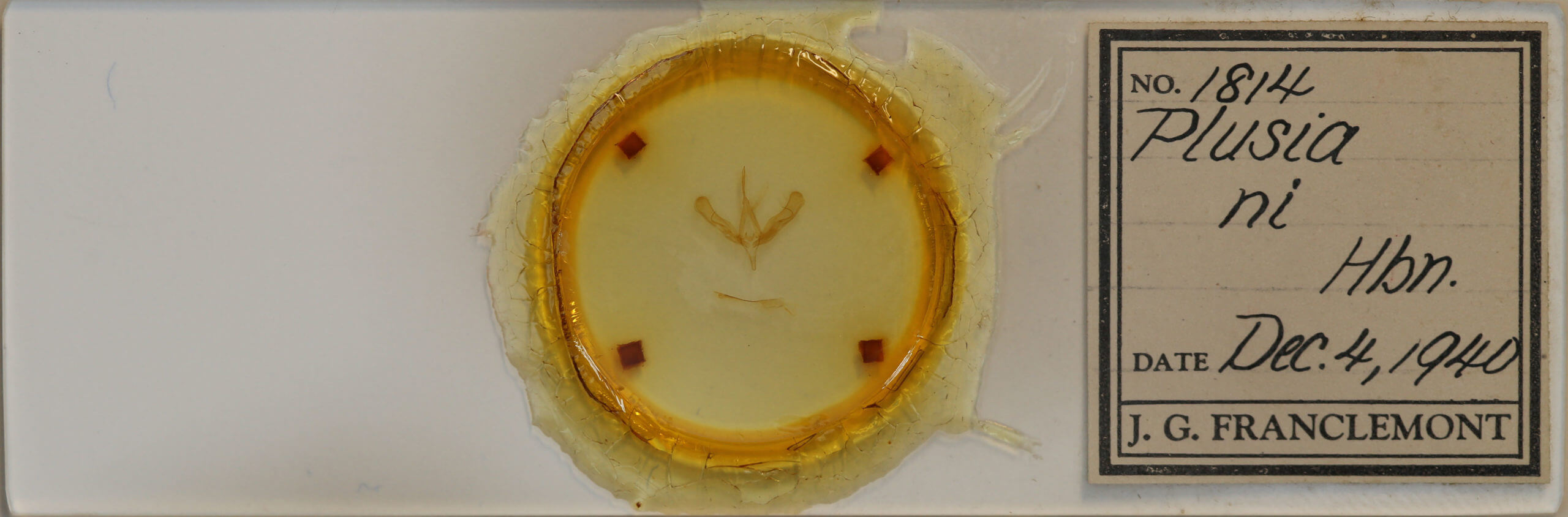 slide view of adult Trichoplusia ni