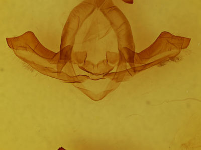 genitalia view of adult Uropyia meticulodina
