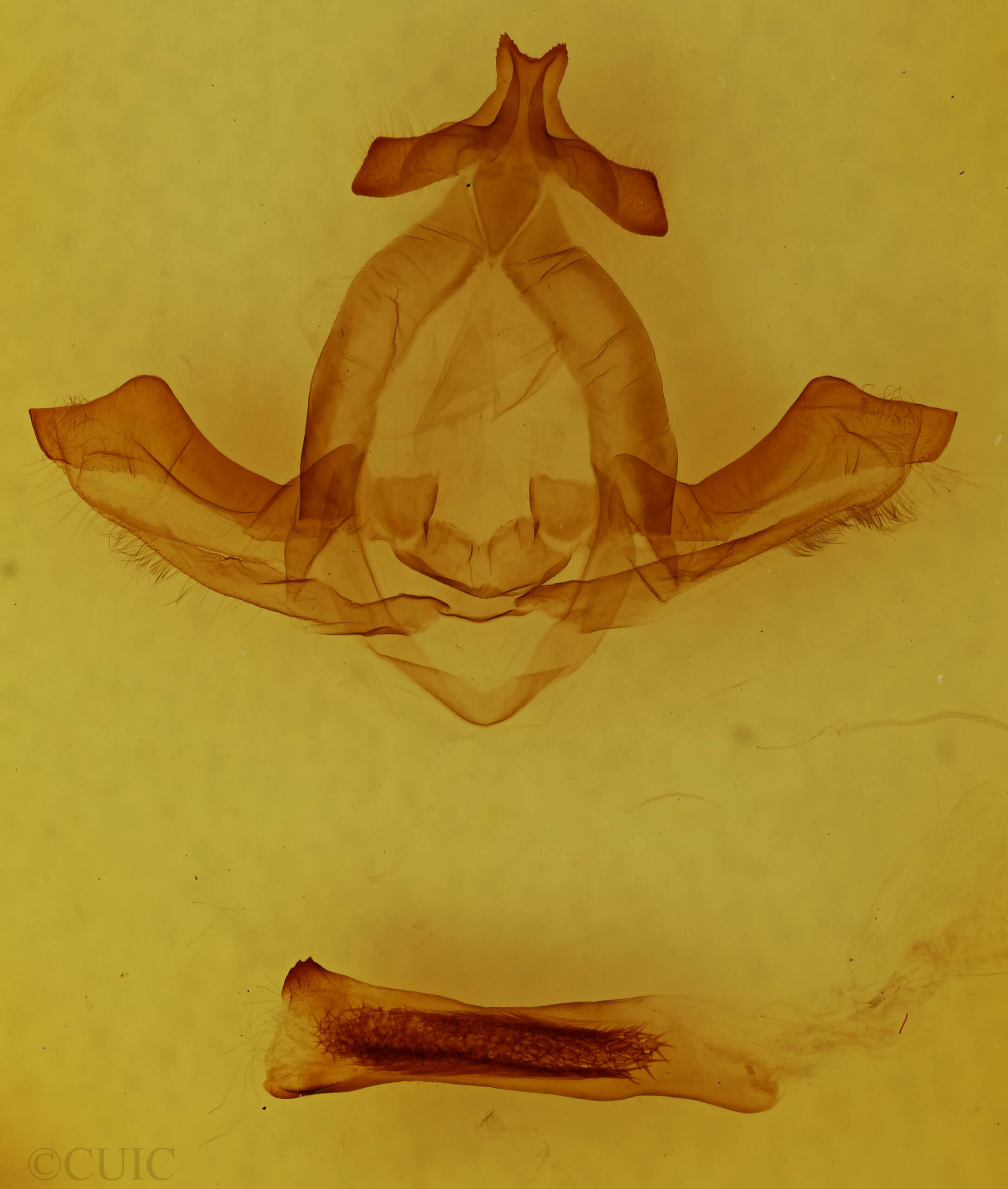 genitalia view of adult Uropyia meticulodina