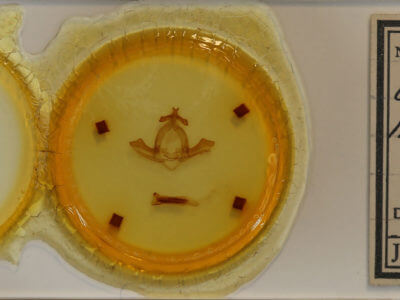 slide view of adult Uropyia meticulodina