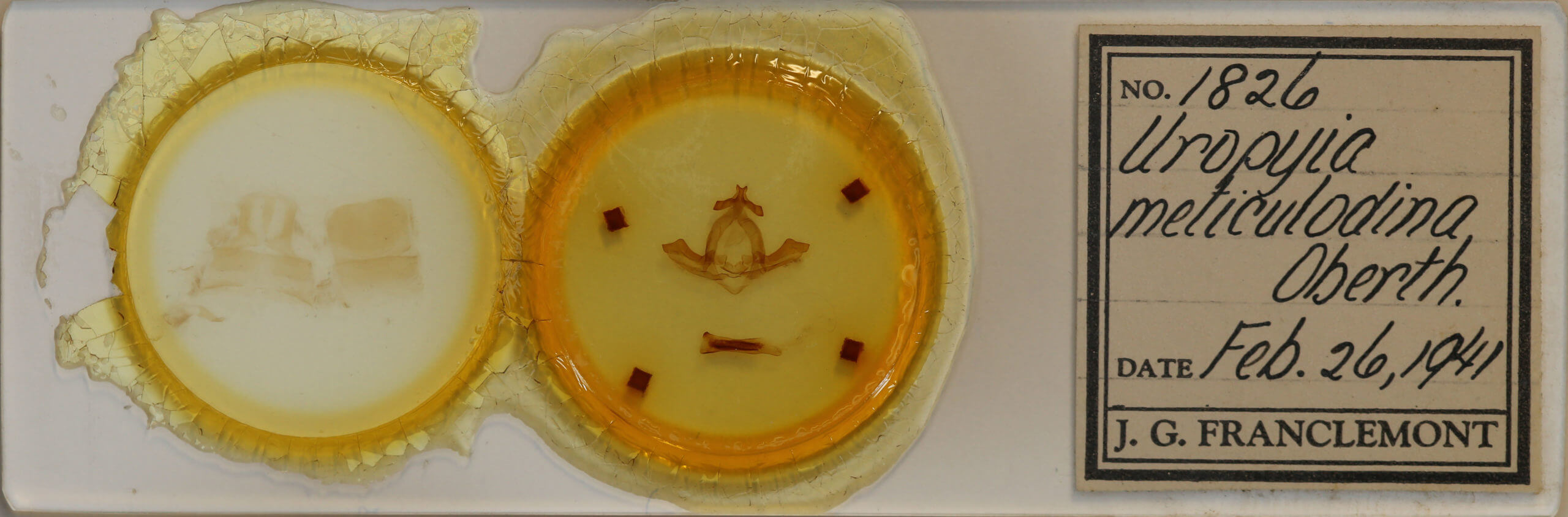 slide view of adult Uropyia meticulodina