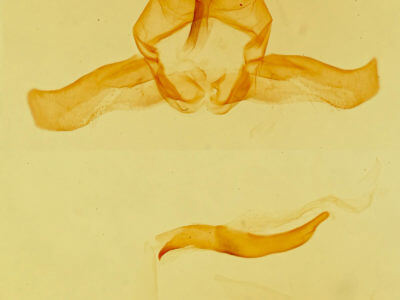genitalia view of adult Ursia noctuiformis