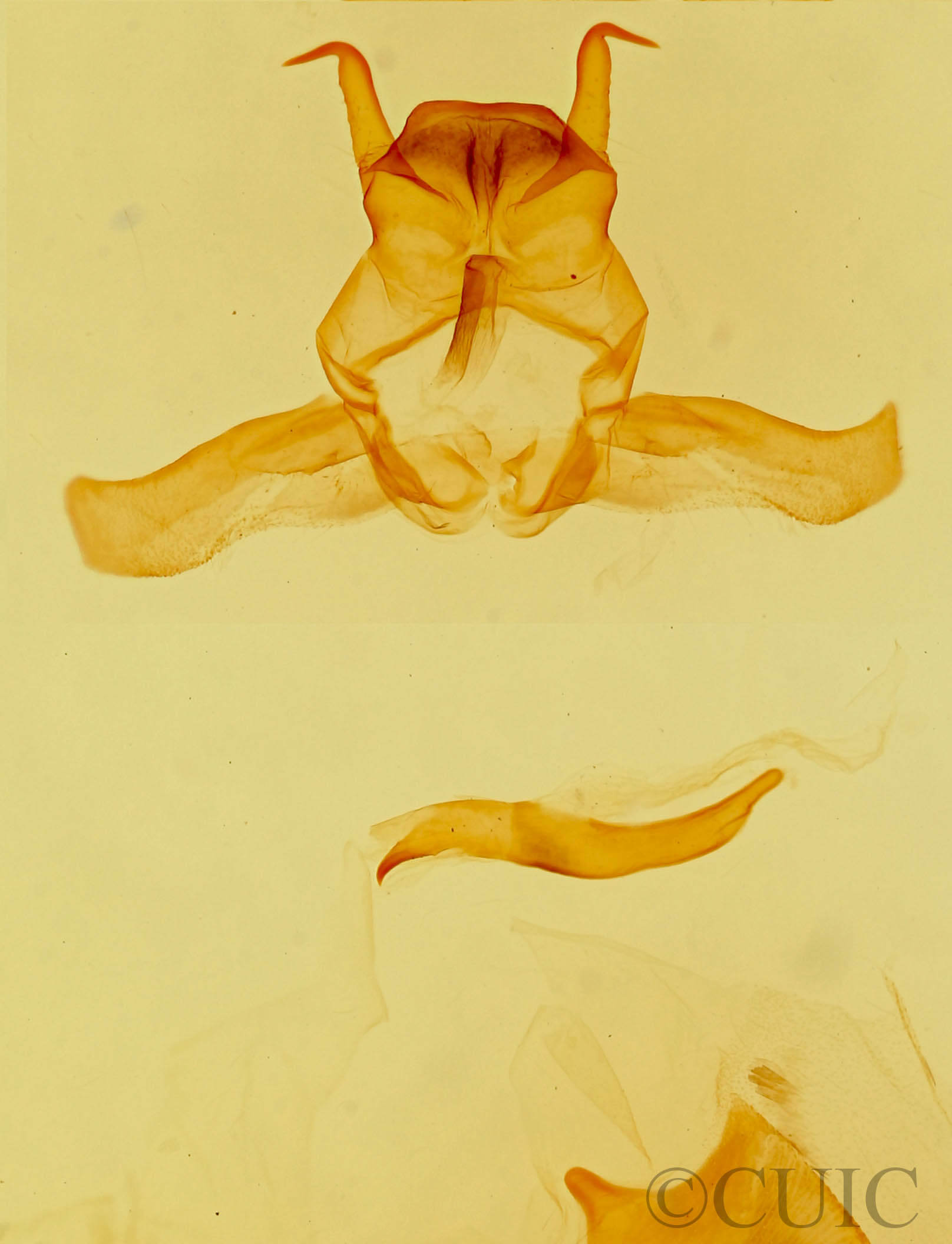 genitalia view of adult Ursia noctuiformis