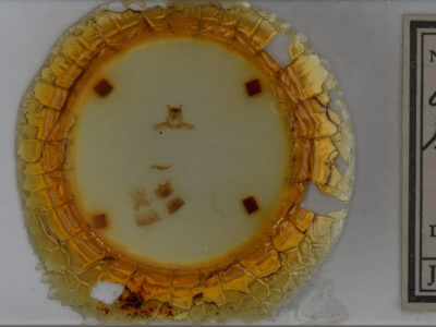 slide view of adult Ursia noctuiformis