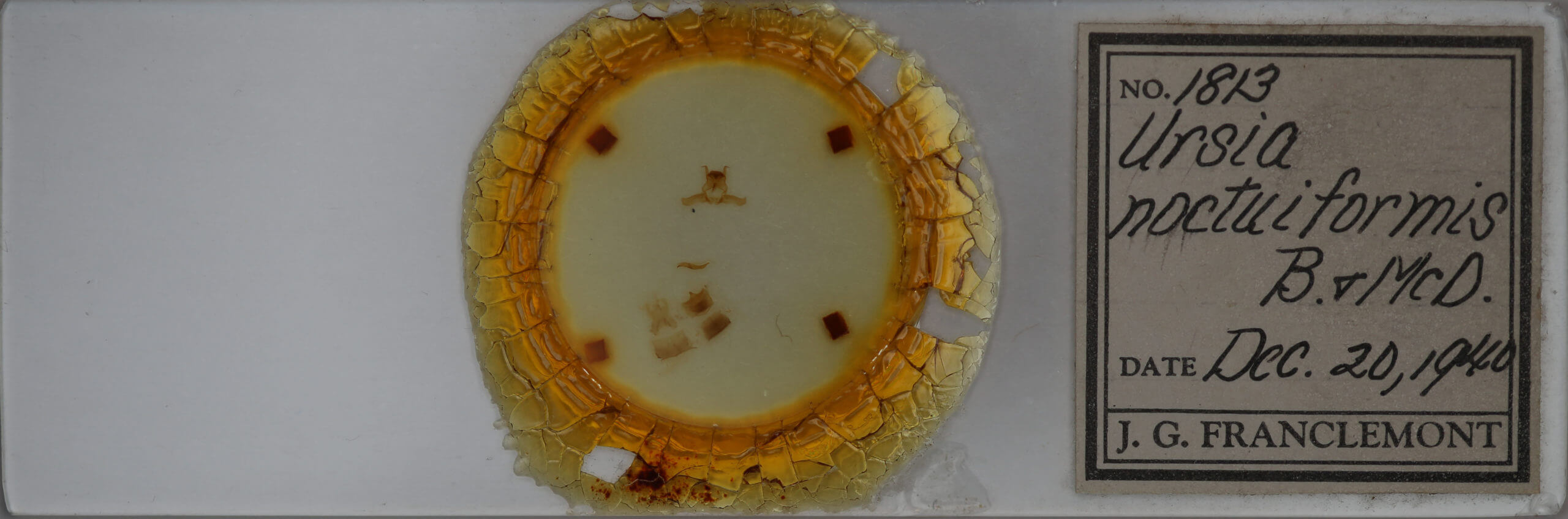slide view of adult Ursia noctuiformis