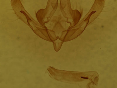 genitalia view of adult Xanthia togata