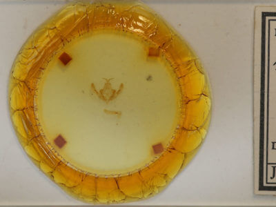 slide view of adult Xanthia togata